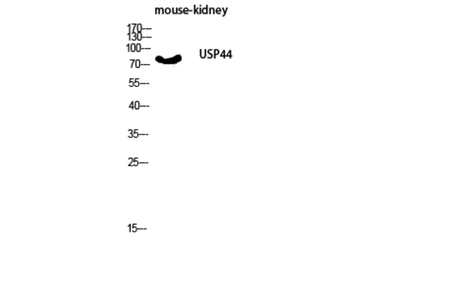 Western Blot - Anti-USP44 Antibody (C19388) - Antibodies.com