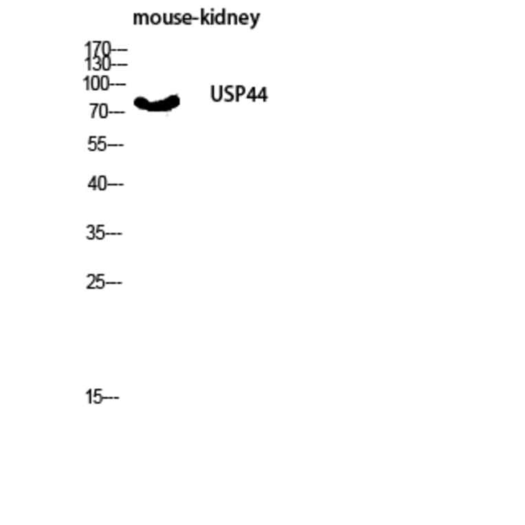Western Blot - Anti-USP44 Antibody (C19388) - Antibodies.com