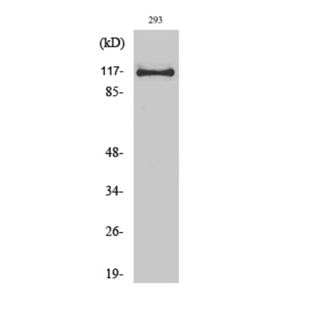 Western Blot - Anti-USP38 Antibody (C19383) - Antibodies.com