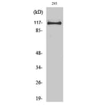 Western Blot - Anti-USP38 Antibody (C19383) - Antibodies.com