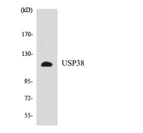 Western Blot - Anti-USP38 Antibody (R12-3670) - Antibodies.com