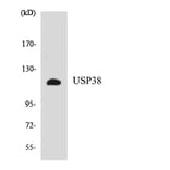 Western Blot - Anti-USP38 Antibody (R12-3670) - Antibodies.com