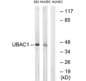 Western Blot - Anti-UBAC1 Antibody (C19420) - Antibodies.com