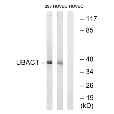 Western Blot - Anti-UBAC1 Antibody (C19420) - Antibodies.com