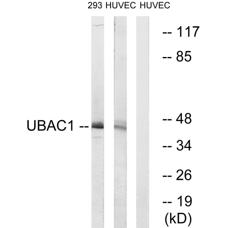 Western Blot - Anti-UBAC1 Antibody (C19420) - Antibodies.com