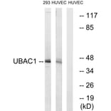 Western Blot - Anti-UBAC1 Antibody (C19420) - Antibodies.com