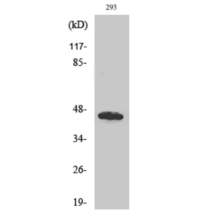 Western Blot - Anti-UBAC1 Antibody (C19420) - Antibodies.com