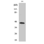 Western Blot - Anti-UBAC1 Antibody (C19420) - Antibodies.com