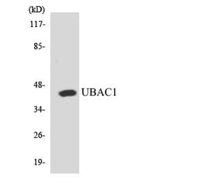 Western Blot - Anti-UBAC1 Antibody (R12-3660) - Antibodies.com