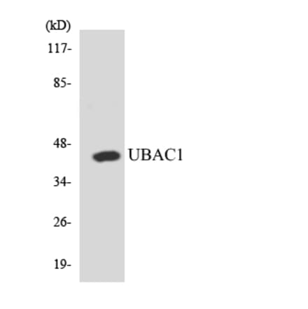 Western Blot - Anti-UBAC1 Antibody (R12-3660) - Antibodies.com
