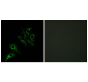 Immunofluorescence - Anti-TNFL4 Antibody (C10460) - Antibodies.com