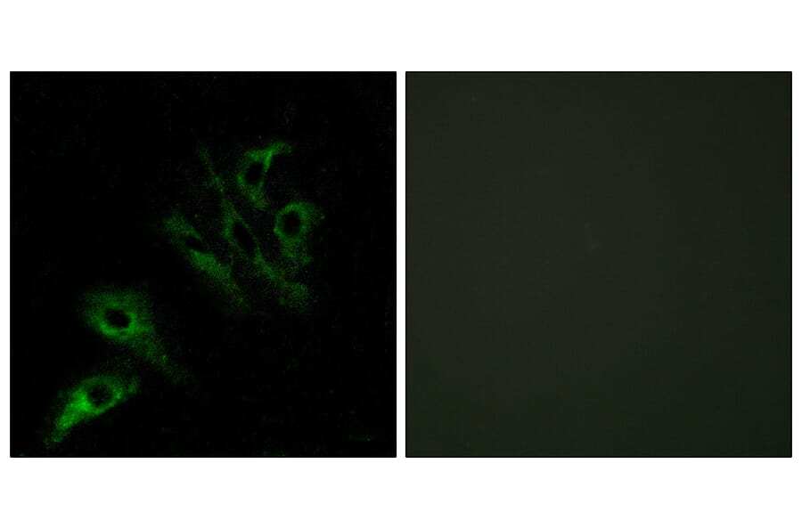Immunofluorescence - Anti-TNFL4 Antibody (C10460) - Antibodies.com