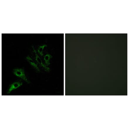 Immunofluorescence - Anti-TNFL4 Antibody (C10460) - Antibodies.com