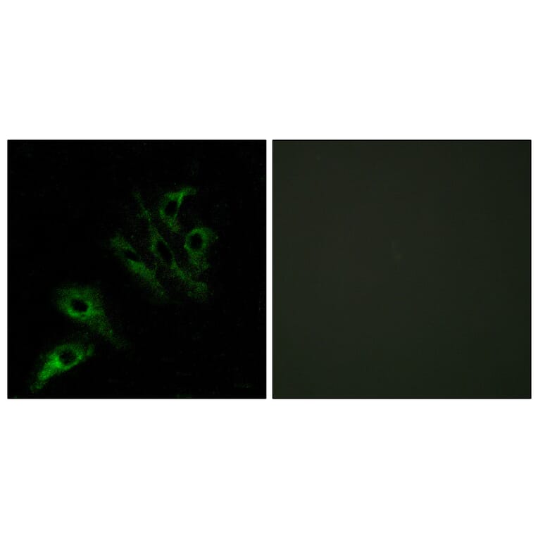 Immunofluorescence - Anti-TNFL4 Antibody (C10460) - Antibodies.com