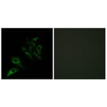 Immunofluorescence - Anti-TNFL4 Antibody (C10460) - Antibodies.com