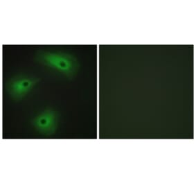 Immunofluorescence - Anti-TM16A Antibody (C11202) - Antibodies.com