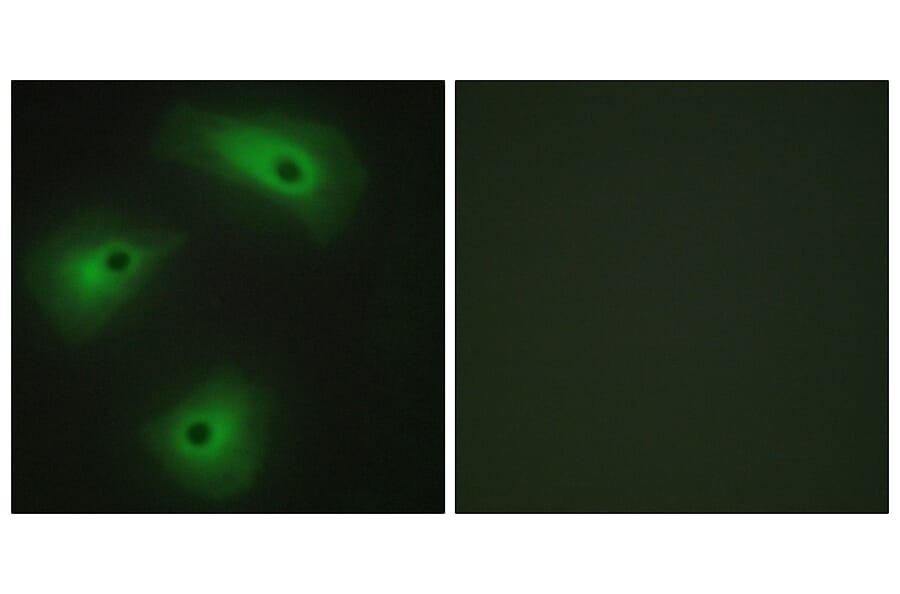 Immunofluorescence - Anti-TM16A Antibody (C11202) - Antibodies.com