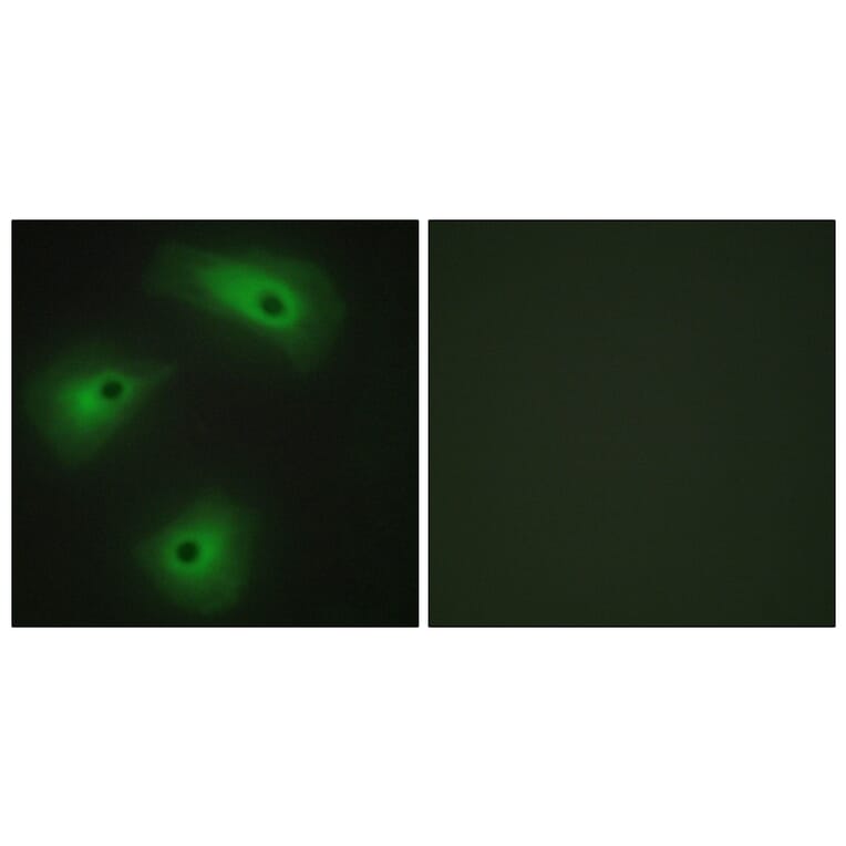 Immunofluorescence - Anti-TM16A Antibody (C11202) - Antibodies.com