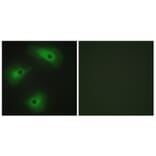 Immunofluorescence - Anti-TM16A Antibody (C11202) - Antibodies.com