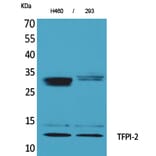 Western Blot - Anti-TFPI2 Antibody (C30040) - Antibodies.com