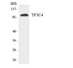 Western Blot - Anti-TF3C4 Antibody (R12-3616) - Antibodies.com