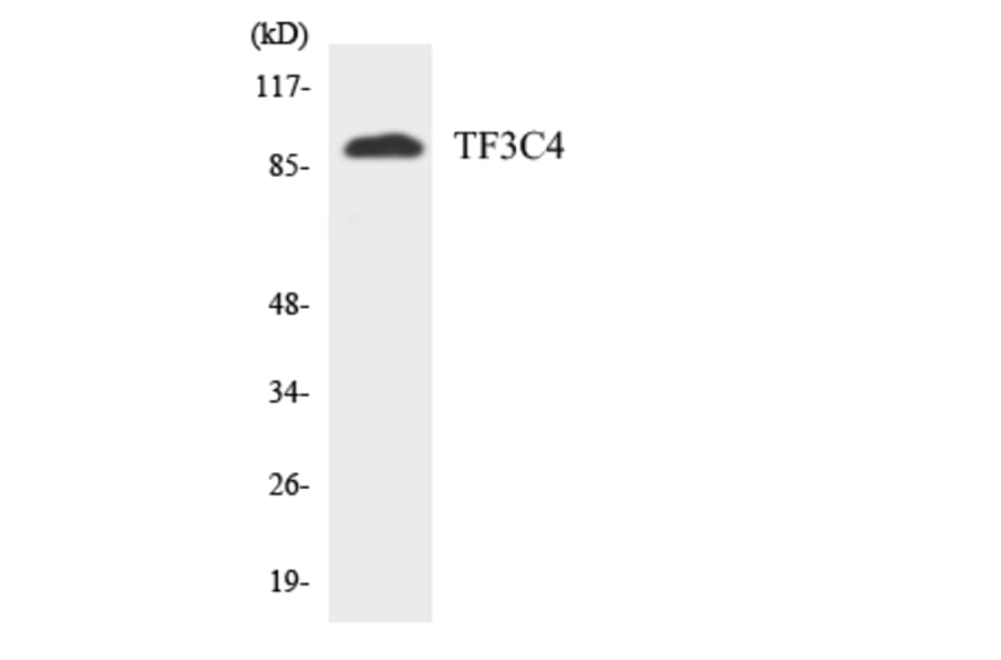Western Blot - Anti-TF3C4 Antibody (R12-3616) - Antibodies.com