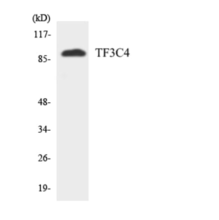 Western Blot - Anti-TF3C4 Antibody (R12-3616) - Antibodies.com