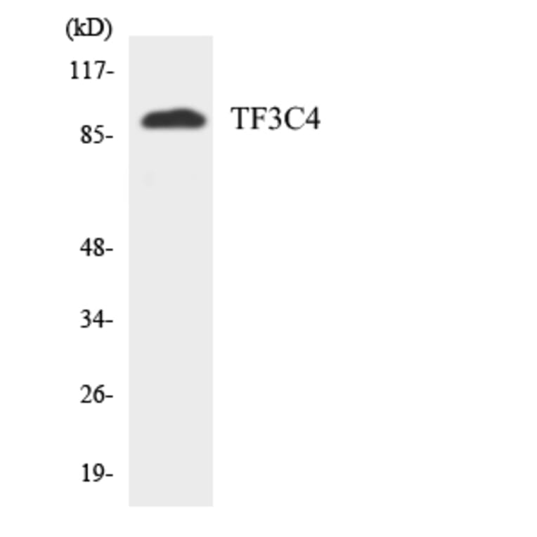 Western Blot - Anti-TF3C4 Antibody (R12-3616) - Antibodies.com