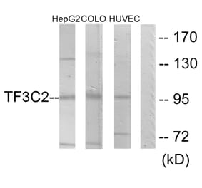 Western Blot - Anti-TF3C2 Antibody (C11403) - Antibodies.com
