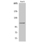 Western Blot - Anti-TF3C2 Antibody (C11403) - Antibodies.com