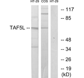 Western Blot - Anti-TAF5L Antibody (C10185) - Antibodies.com