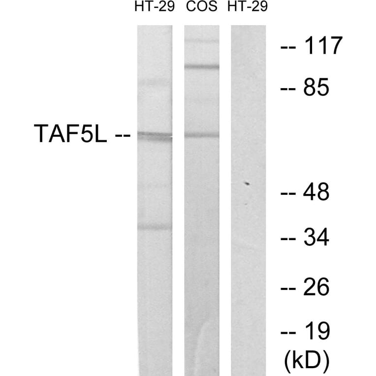 Western Blot - Anti-TAF5L Antibody (C10185) - Antibodies.com