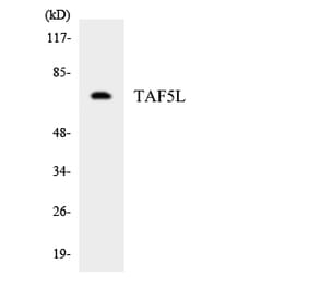 Western Blot - Anti-TAF5L Antibody (R12-3583) - Antibodies.com