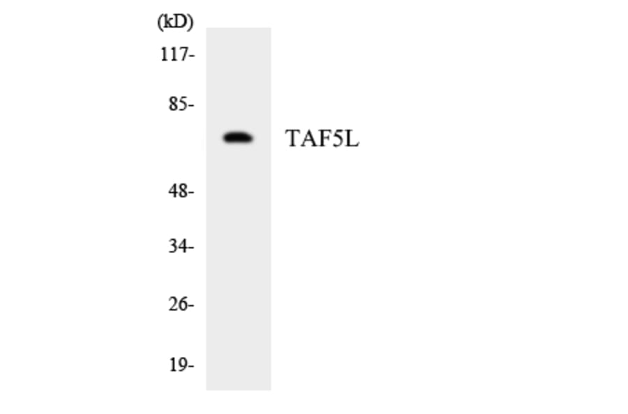 Western Blot - Anti-TAF5L Antibody (R12-3583) - Antibodies.com