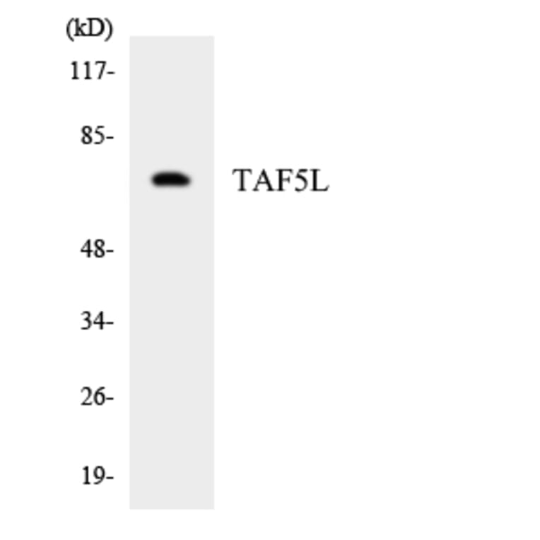 Western Blot - Anti-TAF5L Antibody (R12-3583) - Antibodies.com