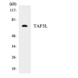 Western Blot - Anti-TAF5L Antibody (R12-3583) - Antibodies.com