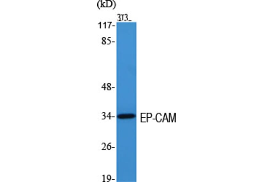 Western Blot - Anti-TACD1 Antibody (C10390) - Antibodies.com
