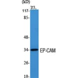 Western Blot - Anti-TACD1 Antibody (C10390) - Antibodies.com