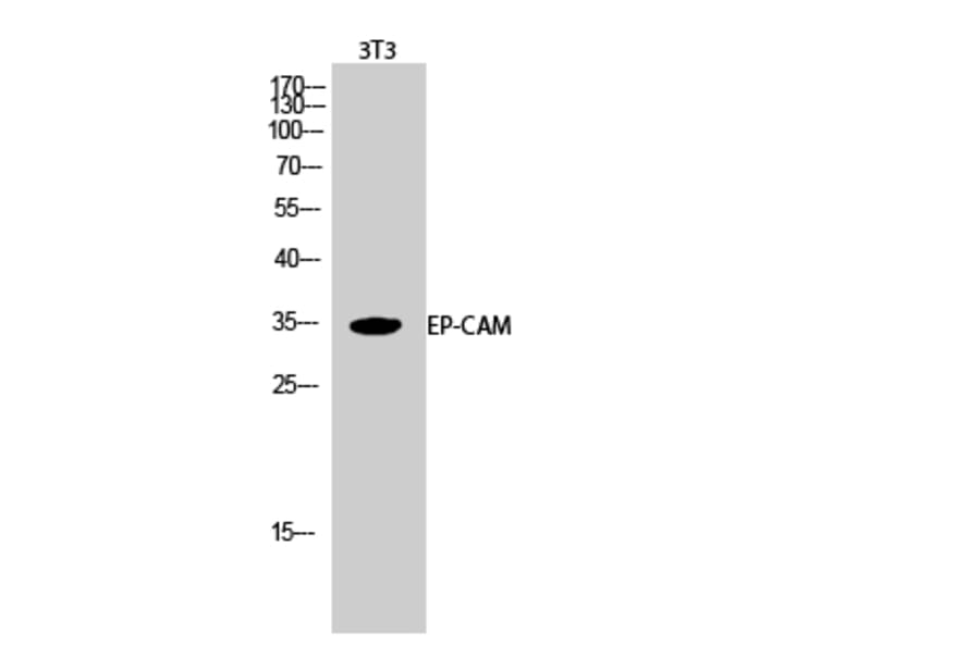 Western Blot - Anti-TACD1 Antibody (C10390) - Antibodies.com