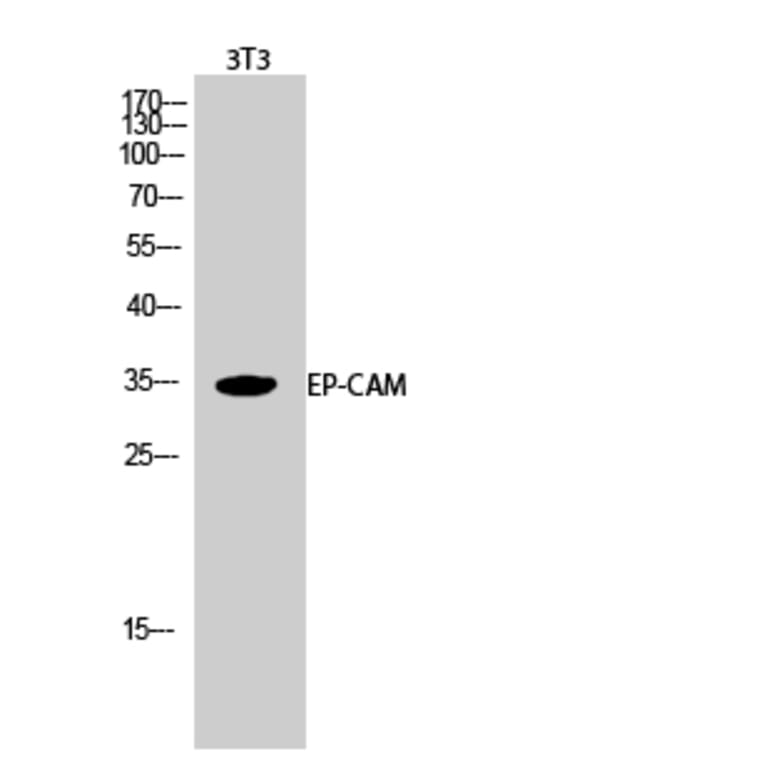 Western Blot - Anti-TACD1 Antibody (C10390) - Antibodies.com