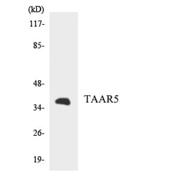 Western Blot - Anti-TAAR5 Antibody (R12-3580) - Antibodies.com