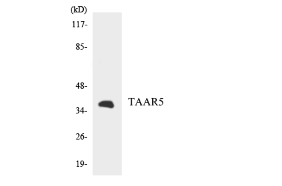 Western Blot - Anti-TAAR5 Antibody (R12-3580) - Antibodies.com