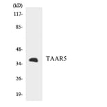 Western Blot - Anti-TAAR5 Antibody (R12-3580) - Antibodies.com