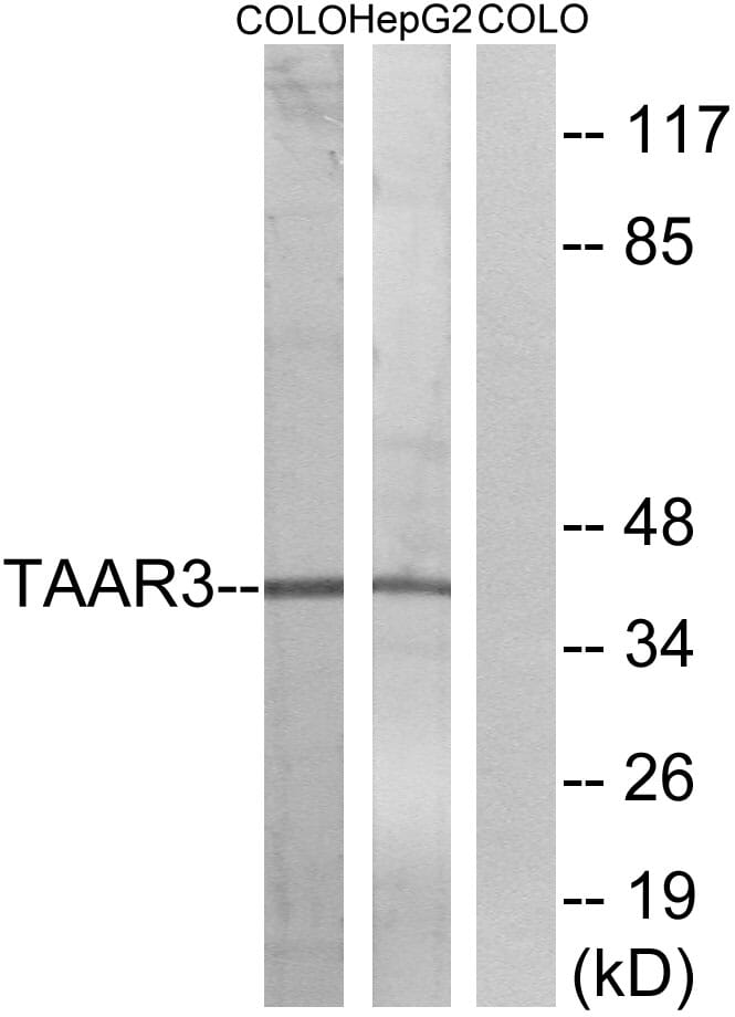 Western blot analysis of lysates from COLO and HepG2 cells using Anti-TAAR3 Antibody. The right hand lane represents a negative control, where the antibody is blocked by the immunising peptide.