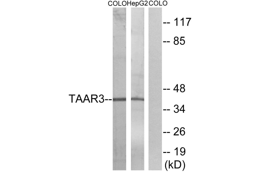 Western Blot - Anti-TAAR3 Antibody (G772) - Antibodies.com