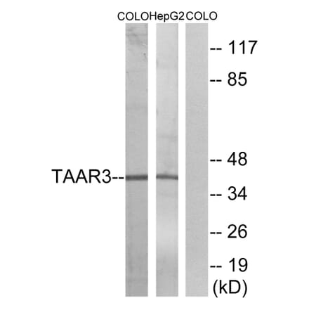 Western Blot - Anti-TAAR3 Antibody (G772) - Antibodies.com