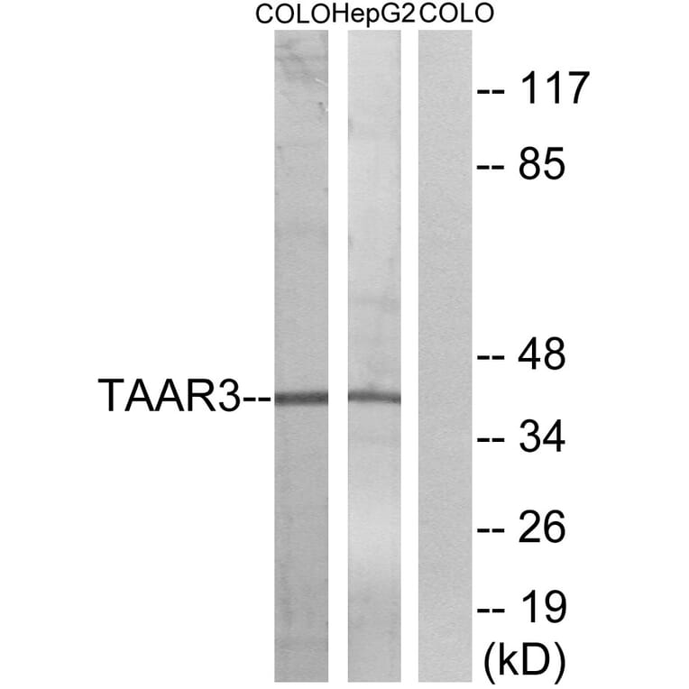 Western Blot - Anti-TAAR3 Antibody (G772) - Antibodies.com
