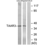Western Blot - Anti-TAAR3 Antibody (G772) - Antibodies.com