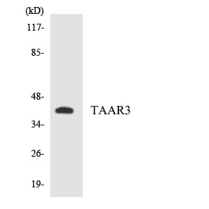 Western blot analysis of the lysates from HepG2 cells using Anti-TAAR3 Antibody.