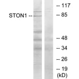 Western Blot - Anti-STON1 Antibody (C11991) - Antibodies.com
